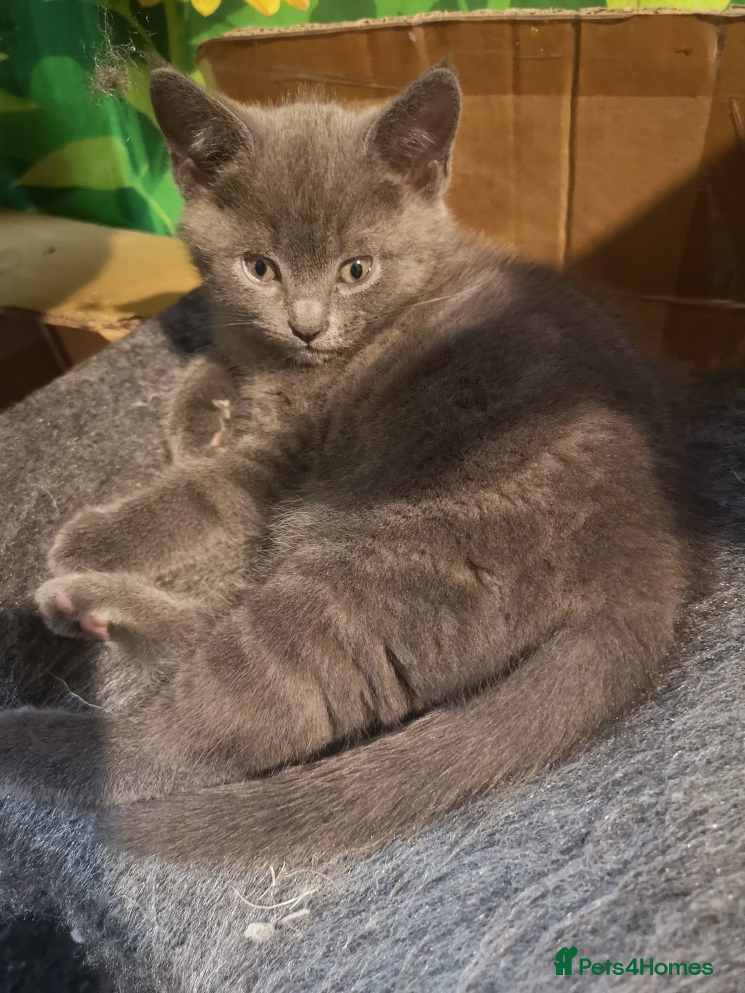 Russian Blue cats for sale: Pure Russian blue kittens. READY TO LEAVE 01.12.25 - Advert 4