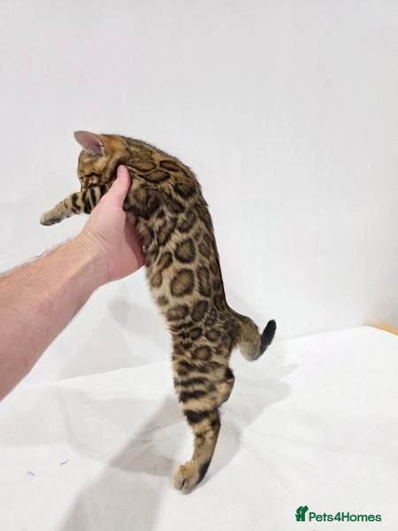 Bengal cats Beautiful Bengal Kittens Available - Advert 1