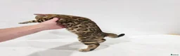 Bengal cats for sale: Beautiful Bengal Kittens Available in Leicester - Advert 1