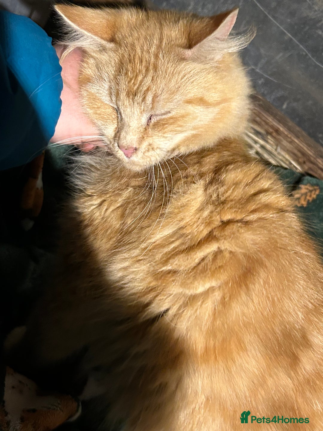 Mixed Breed cats for sale: Beautiful Healthy Kittens Ready now  - Advert 16