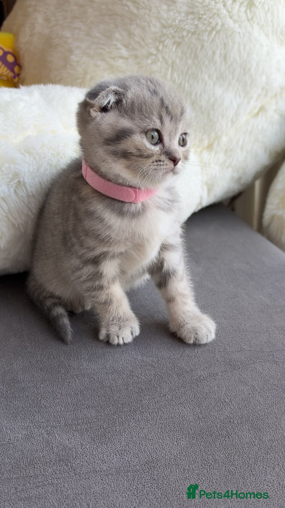 Scottish Fold cats Stunning Scottish Fold  - Advert 2