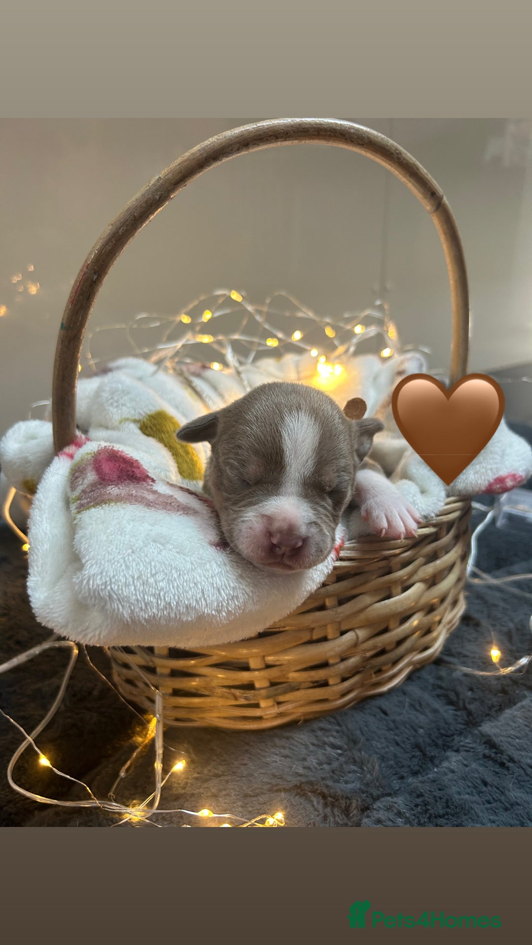 Olde English Bulldogge dogs for sale: STUNNING NEBBR OLDE ENGLISH BULLDOGGE PUPPIES in Epping - Image 9