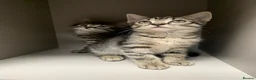 Mixed Breed cats for sale: Tabby kittens  - Advert 3