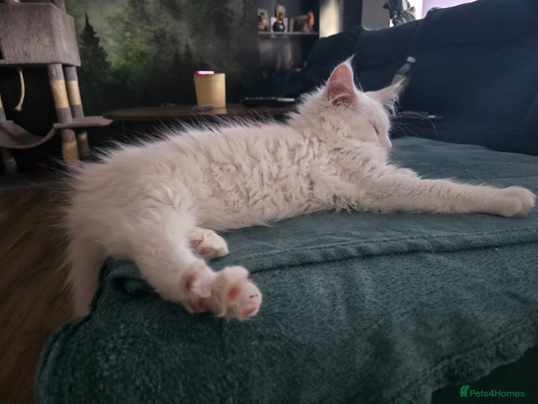 Maine Coon cats REDUCED PRICE ONE LEFT Beautiful Maine coons  - Advert 2