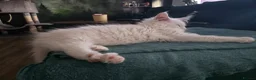 Maine Coon cats for sale: Two Beautiful Maine coons  - Advert 4