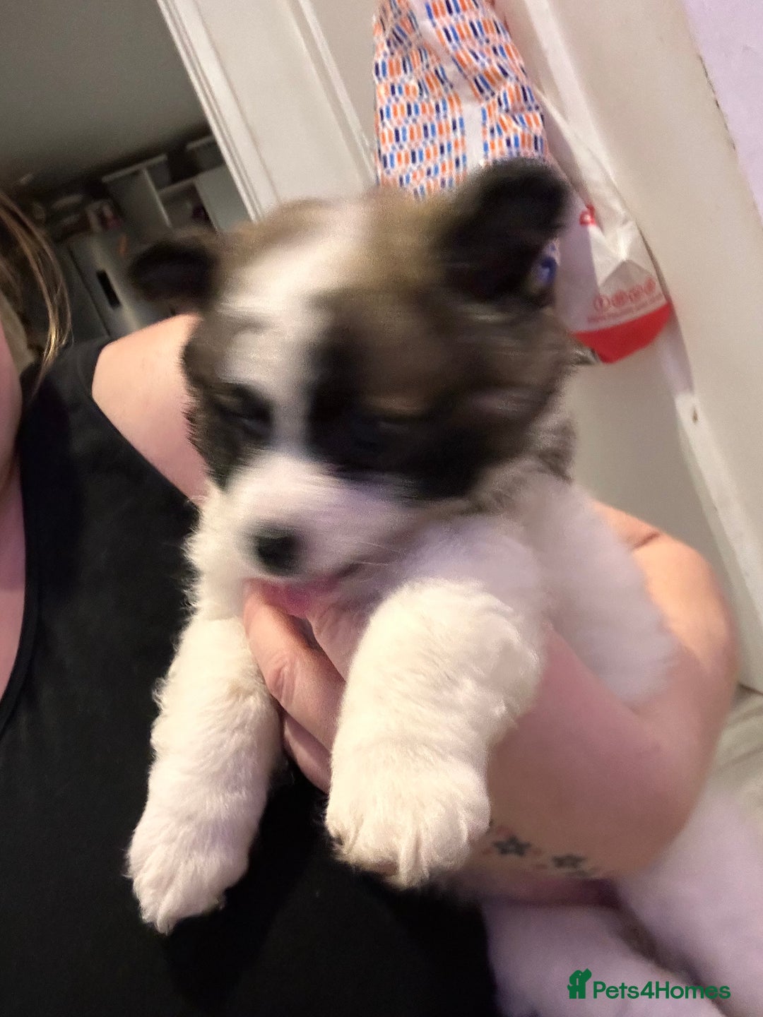 Mixed Breed dogs for sale: German spitz cross - Advert 9