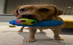 Labrador Retriever dogs for sale: My boy Lenny  - Image 8