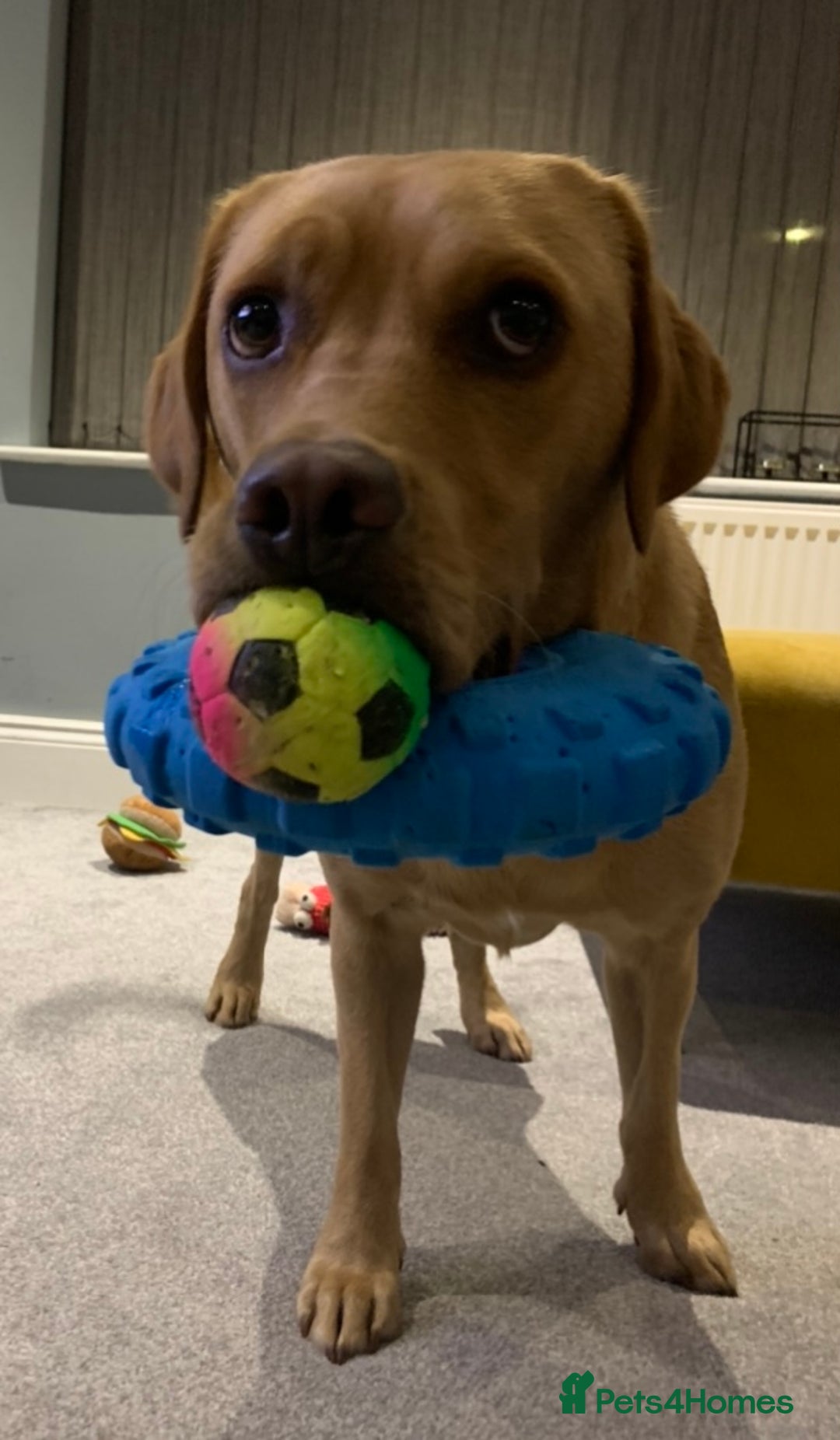 Labrador Retriever dogs for sale: My boy Lenny  - Image 8