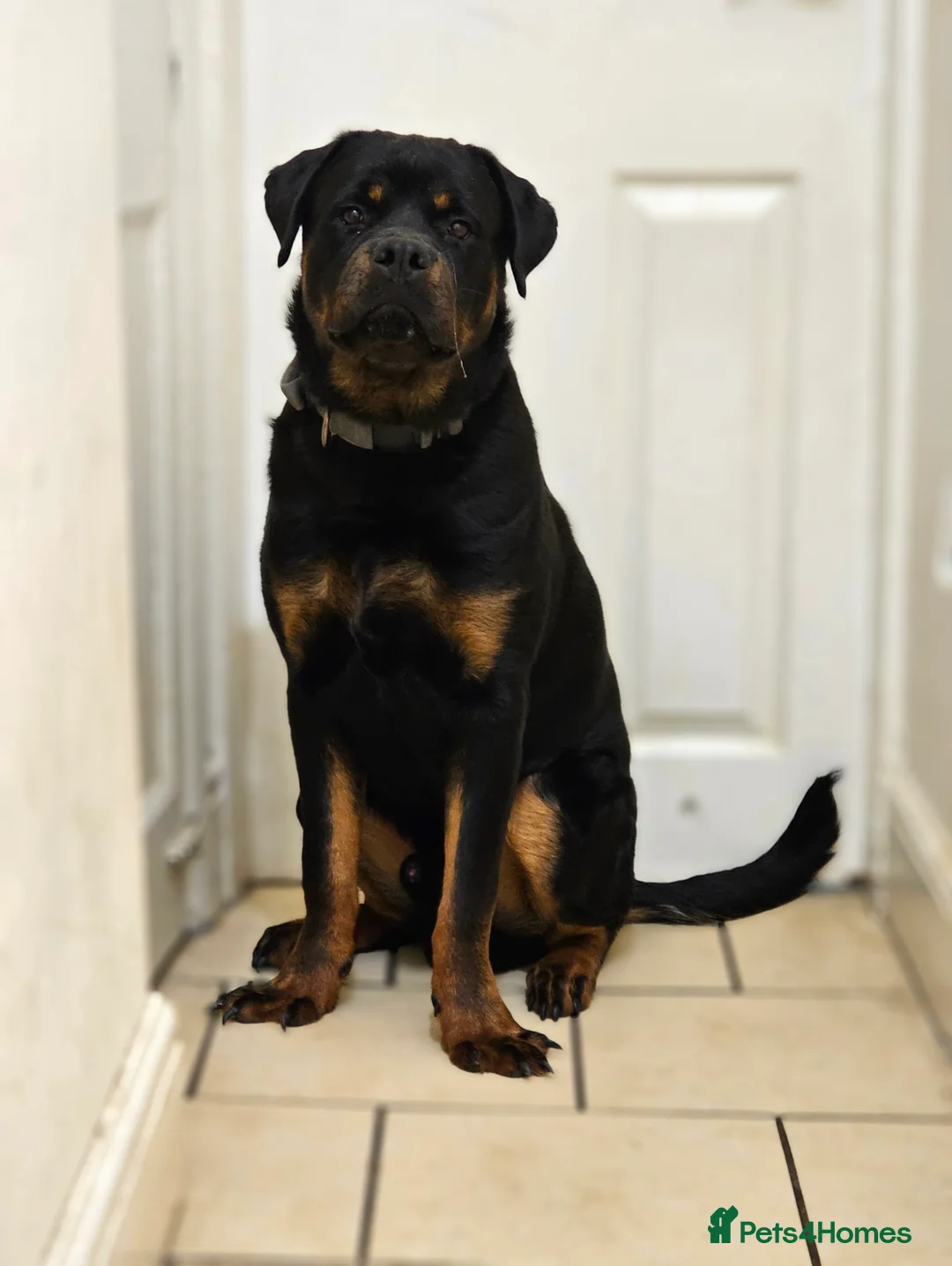 Rottweiler dogs for sale: 11 month old male Rottweiler for sale  - Advert 2