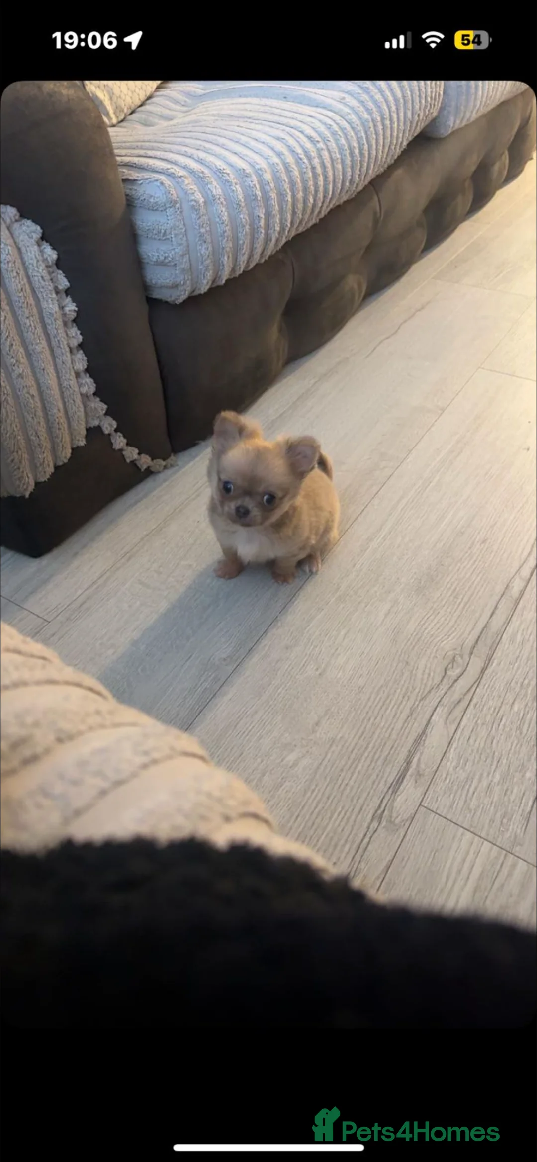 Chihuahua dogs for sale: Male chihuahua  - Advert 6