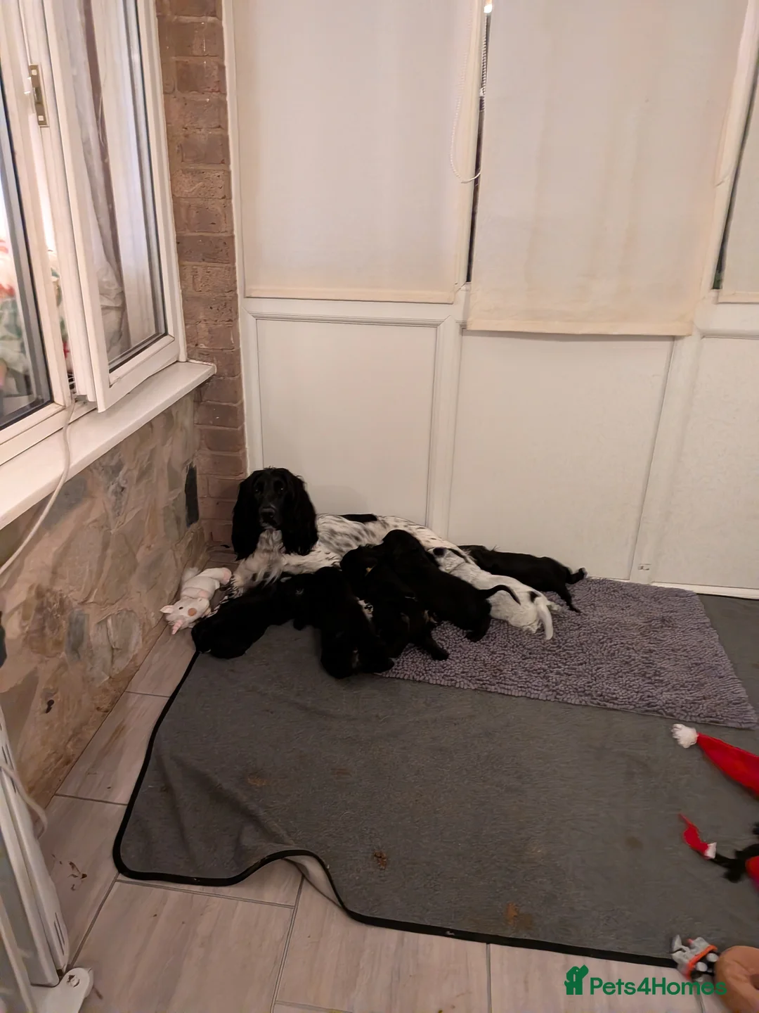 Sprocker dogs for sale: sprocker - Advert 2