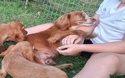 Cocker Spaniel dogs for sale: Working type cocker spaniel boys - Image 4