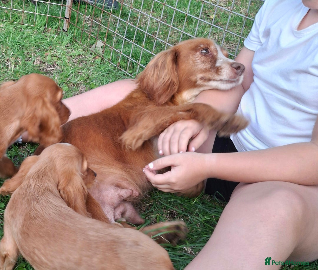 Cocker Spaniel dogs for sale: Working type cocker spaniel boys - Image 4