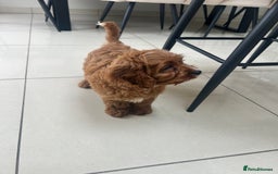 Cavapoo dogs for sale: **REHOME- F1 miniature cavapoo  - Image 8