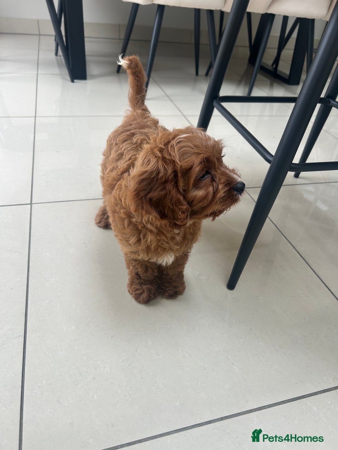 Cavapoo dogs for sale: **REHOME- F1 miniature cavapoo  - Image 8