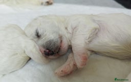 Bichon Frise dogs for stud:  Vice World Winner '25  for Stud in Taunton - Image 6