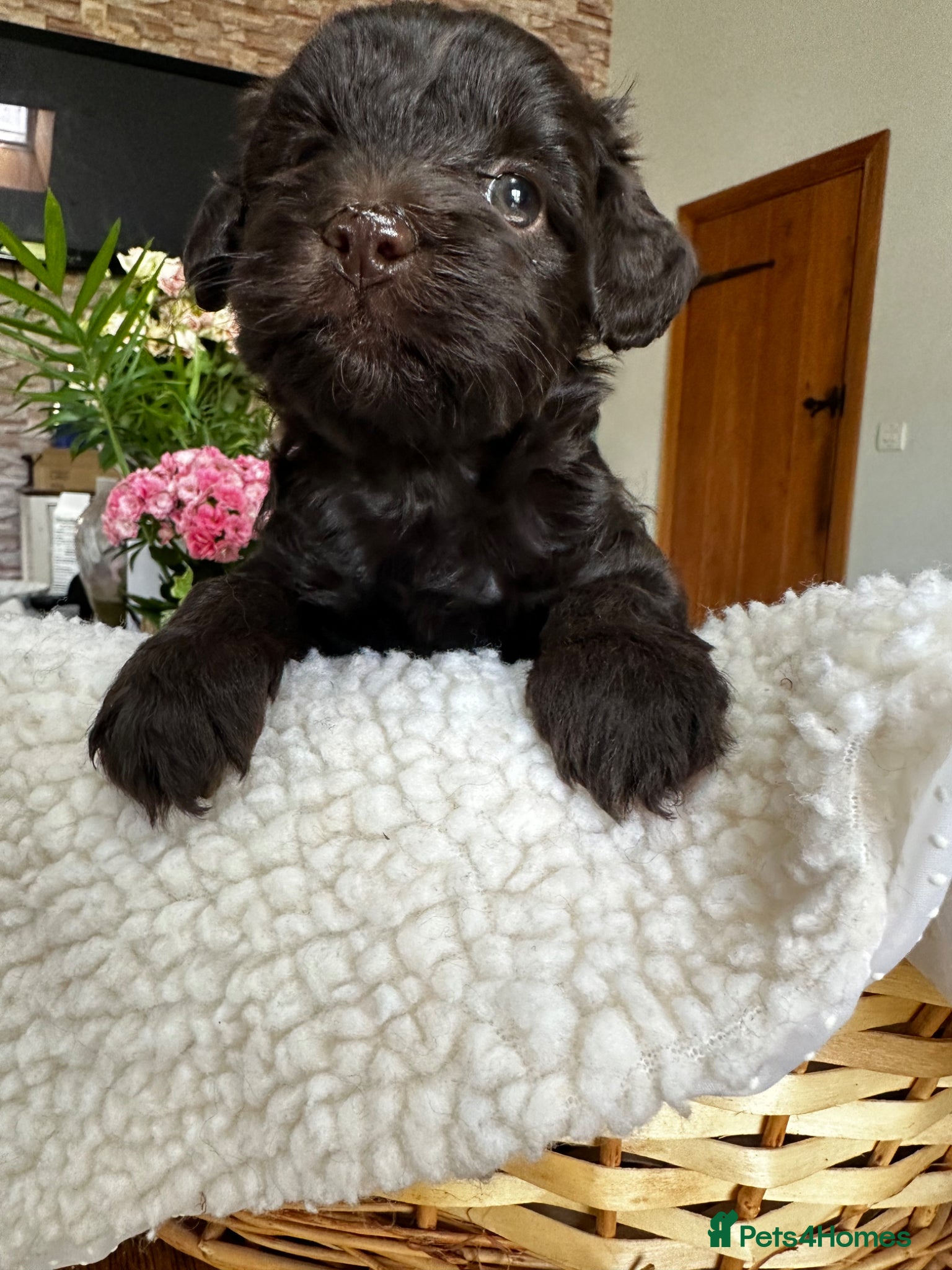 Schnoodle dogs Amazing litter of Schnoodle puppies.  - Advert 1