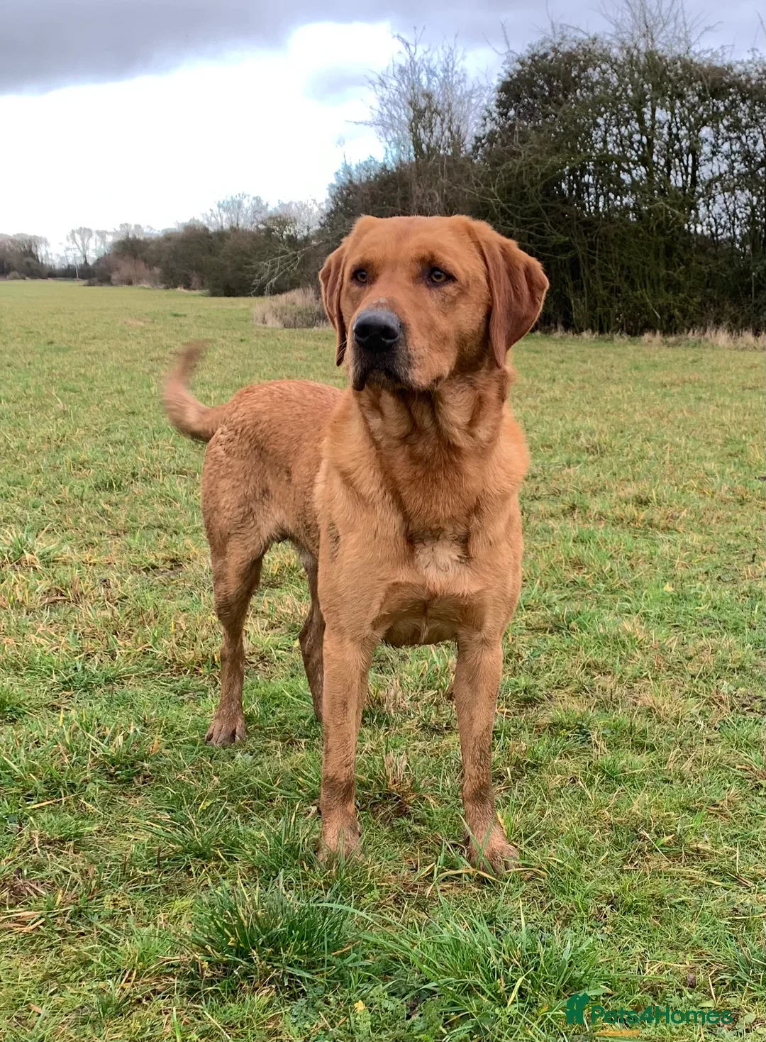 Labrador Retriever dogs for stud: Fully health tested Fox Red Labrador For Stud in Tewkesbury - Advert 13