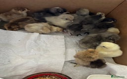 Chickens poultry for sale: Chicks,growers,point of lay all sizes in Uckfield - Image 29