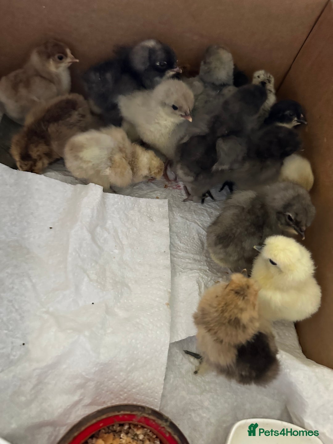 Chickens poultry for sale: Chicks,growers,point of lay all sizes in Uckfield - Image 29
