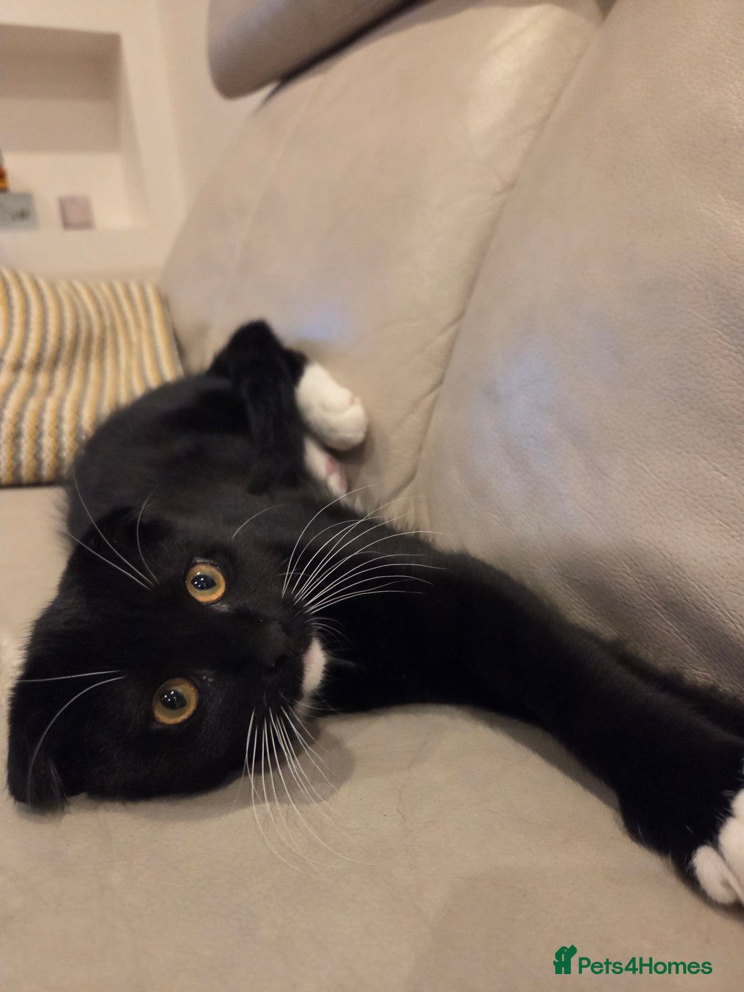 Mixed Breed cats for sale: Male kitten - Advert 5