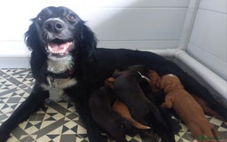 Sprocker dogs for sale: Exceptional working-line puppies for loving homes! - Image 37