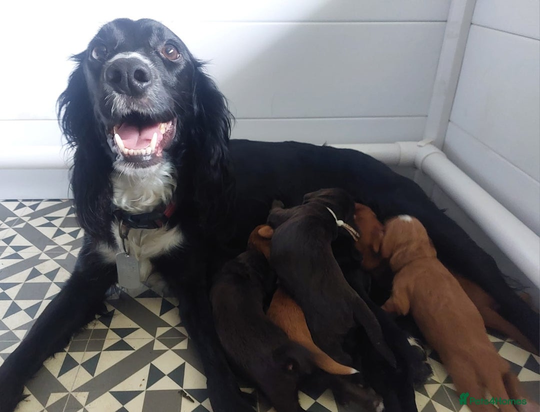 Sprocker dogs for sale: Exceptional working-line puppies for loving homes! - Image 37