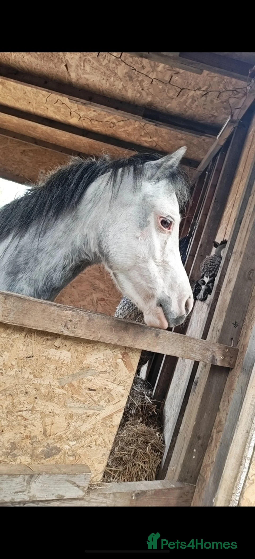 Welsh Section A horses for sale: Flo is looking for a full loan home  - Advert 2