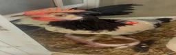 Chickens poultry for sale: Hi aim selling young chicken /chick  in Newmarket - Advert 1