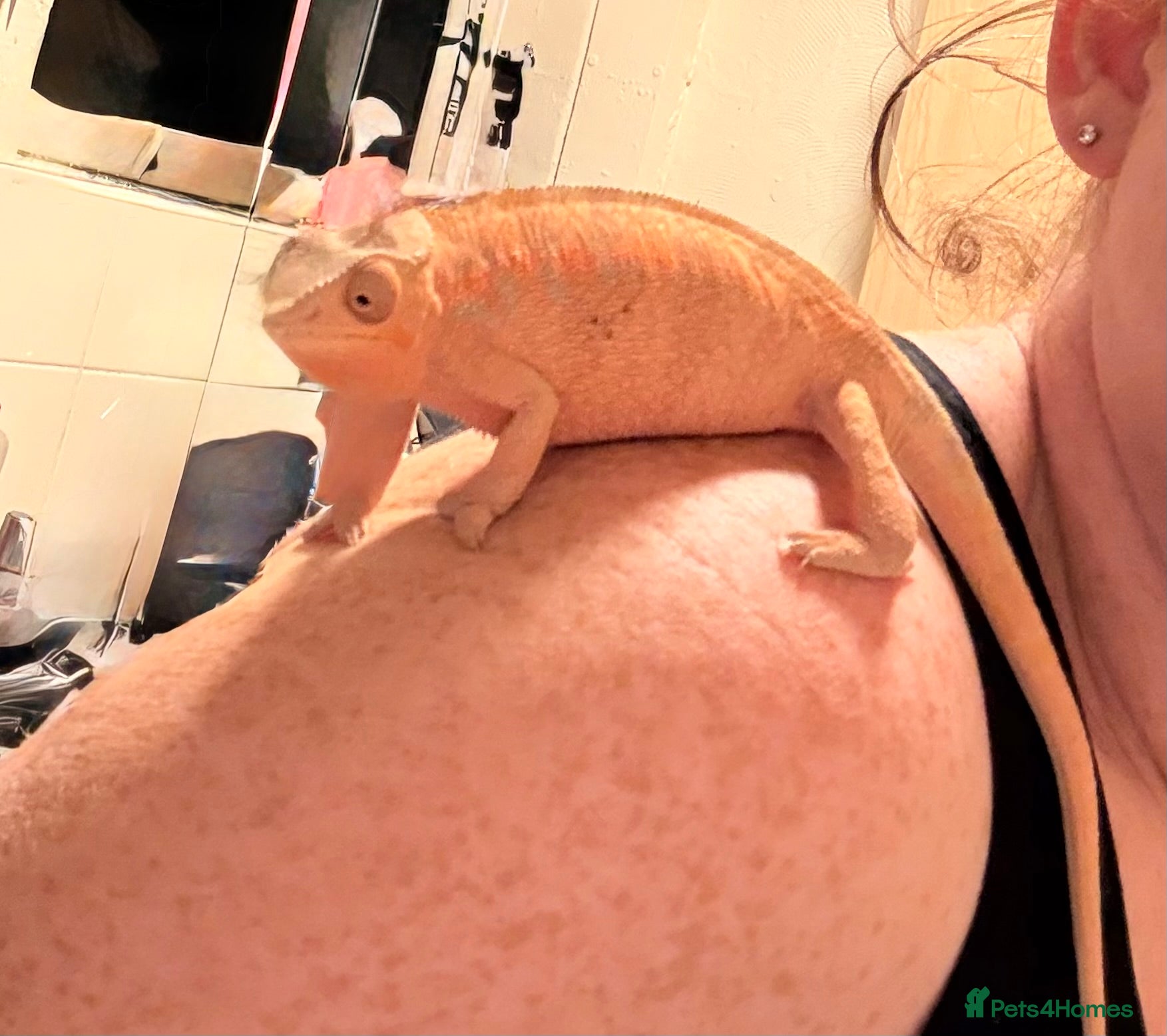 Chameleon reptiles Panther chameleon female baby - Advert 2