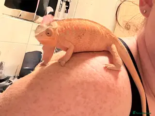 Chameleon reptiles Panther chameleon female baby - Advert 2