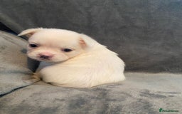 French Bulldog dogs for sale: 7 frenchies £500 to £800 each - Image 8