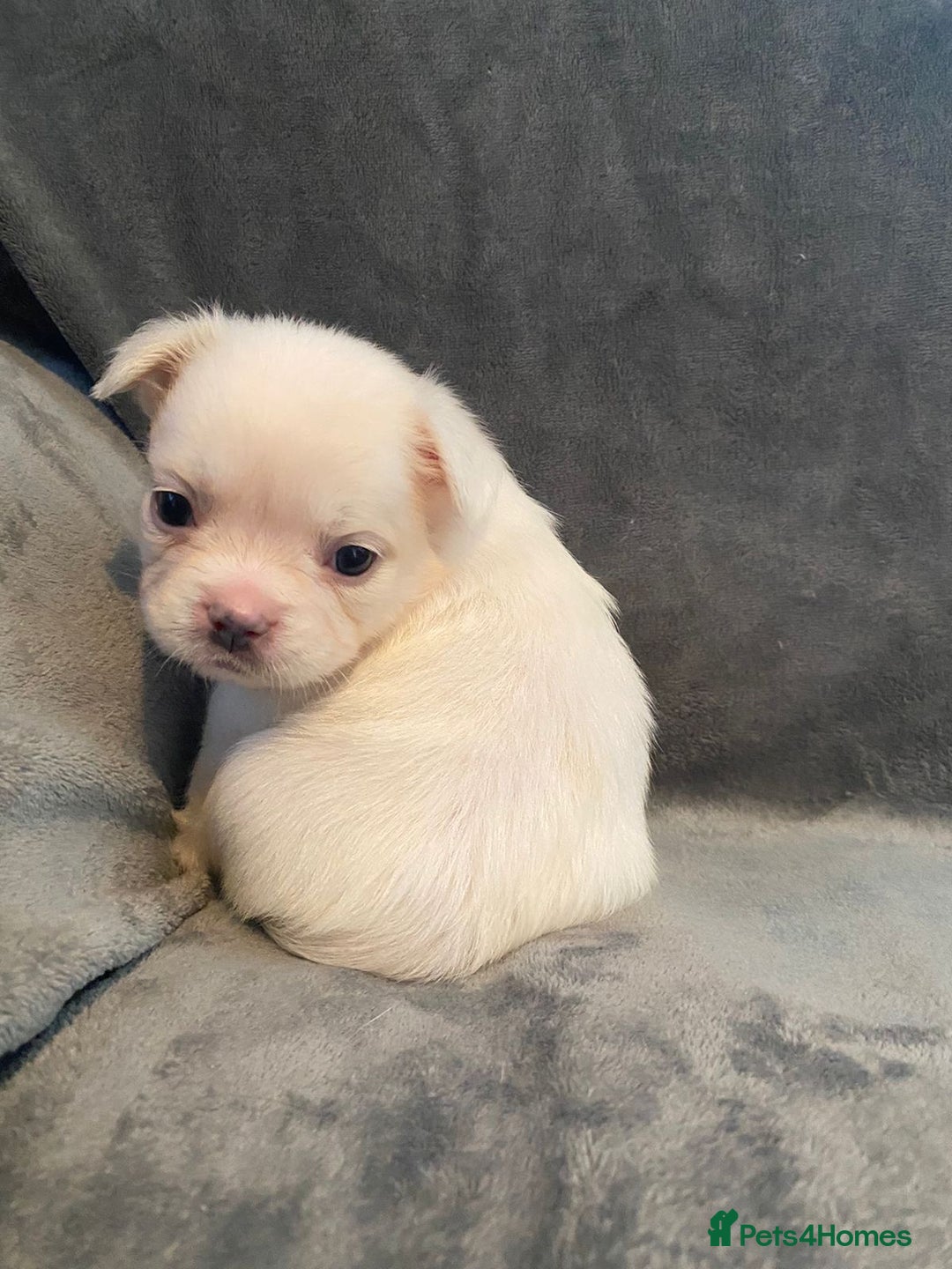 French Bulldog dogs for sale: 7 frenchies £500 to £800 each - Image 8
