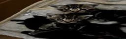 Mixed Breed cats for sale: 3 kittens for sale  - Advert 12