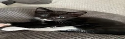 Mixed Breed cats for sale: Main coon X British short hair kittens  in Chessington - Advert 14