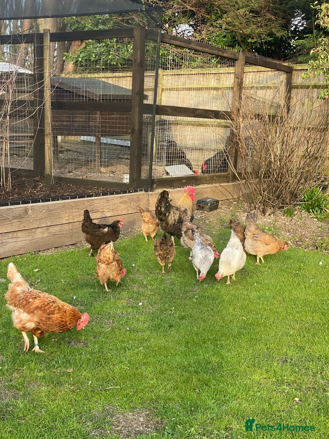 Mixed Breed livestock for sale: Hybrid Green, Dark Brown chicks & hatching eggs   - Advert 5