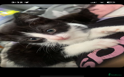 Maine Coon cats for sale: half maine coon kittens (2 females) - Image 5