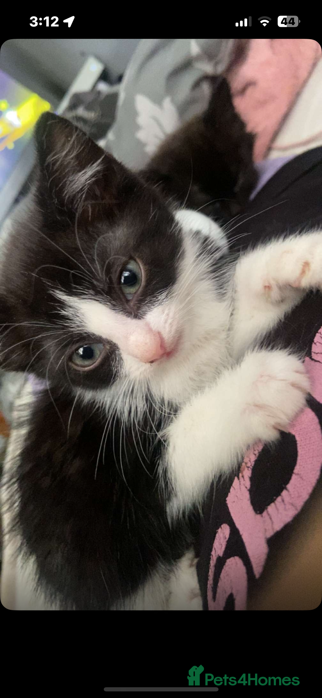 Maine Coon cats for sale: half maine coon kittens (2 females) - Image 5