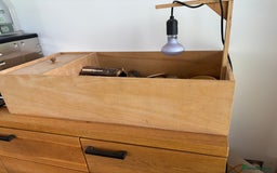 Hermann Tortoise reptiles for sale: Tortoise with table and lamp - Image 7