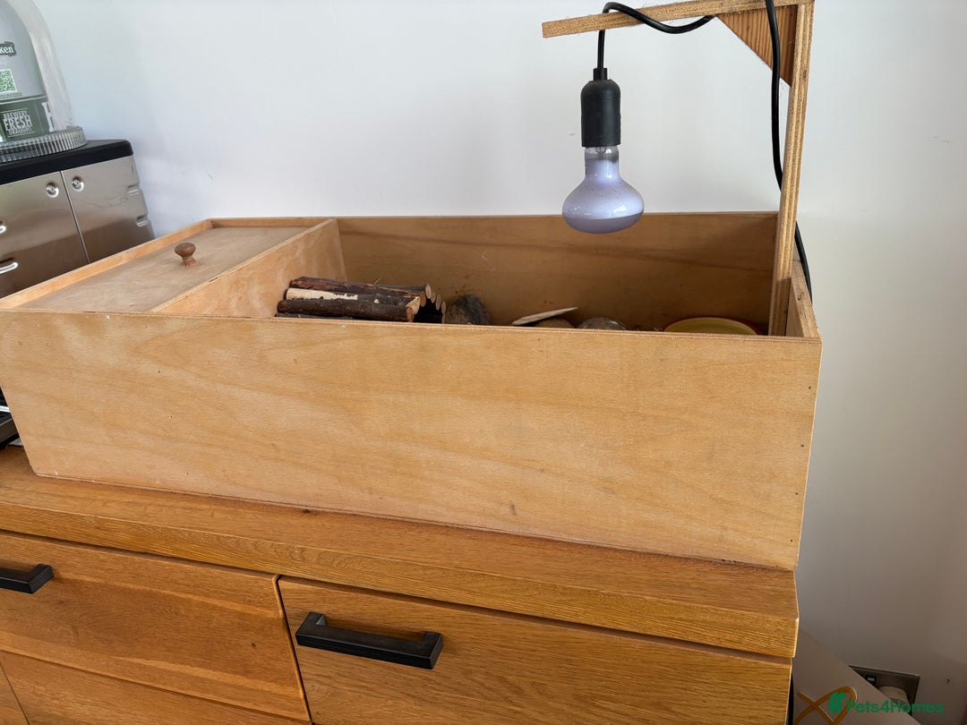 Hermann Tortoise reptiles for sale: Tortoise with table and lamp - Image 7