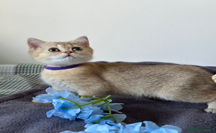British Shorthair cats - Advert 3