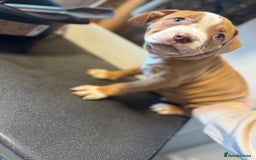 American Bulldog dogs for sale: Male American bulldog for sale  - Advert 8