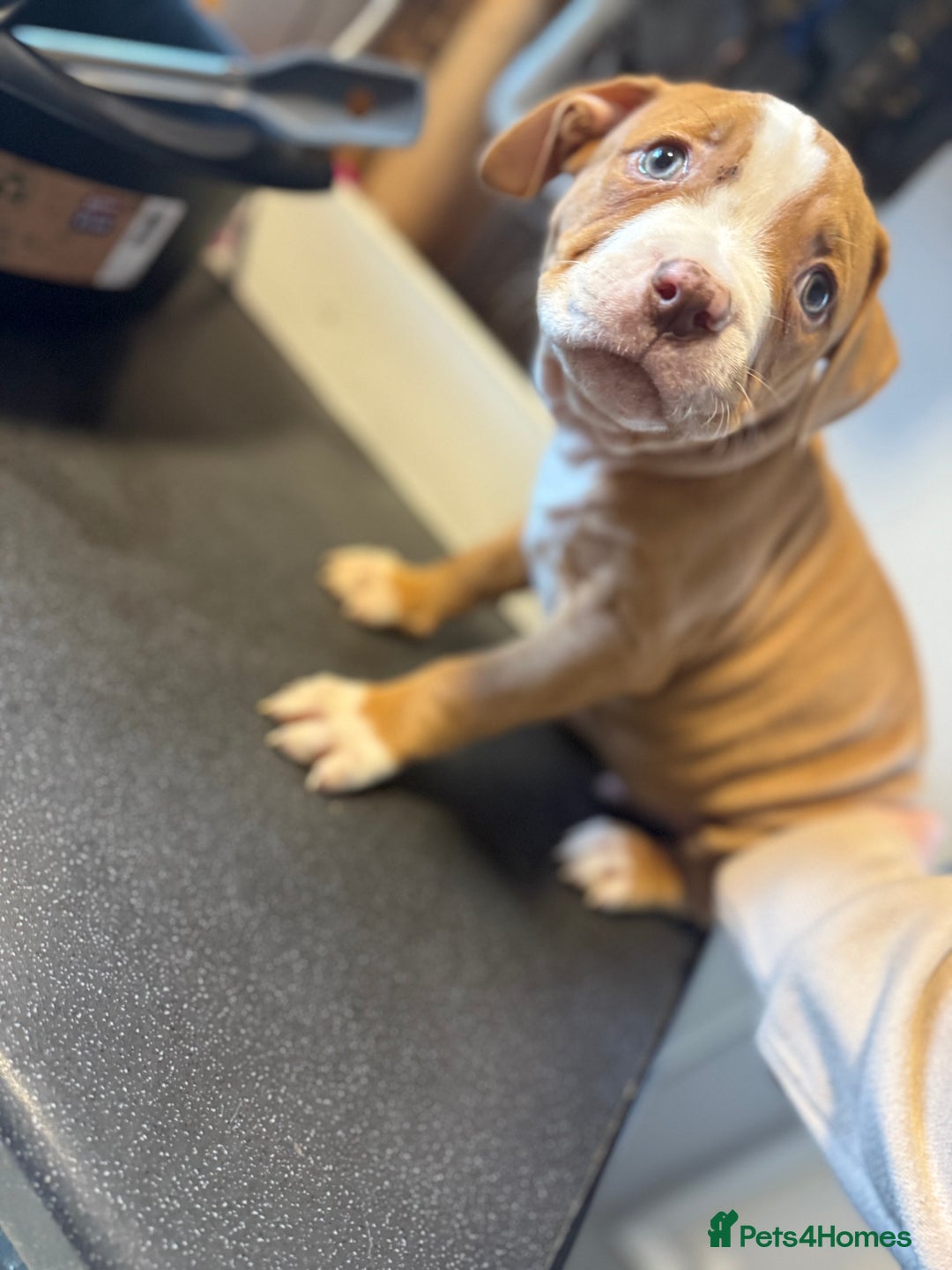 American Bulldog dogs for sale: Male American bulldog for sale  - Advert 8