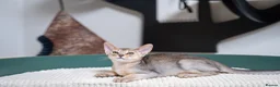 Abyssinian cats for sale: Bonbon – Ready Now | Exceptional Silver Abyssinian - Advert 10