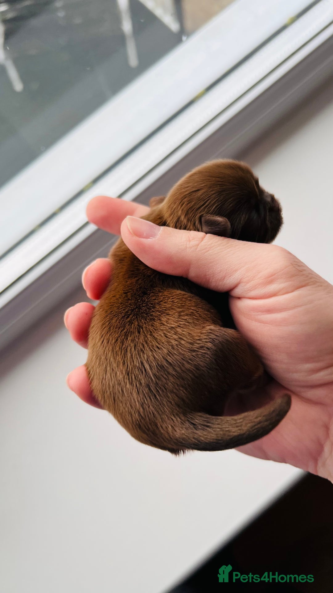 Shih Tzu dogs for sale: Shih Tzu Puppies - Advert 8