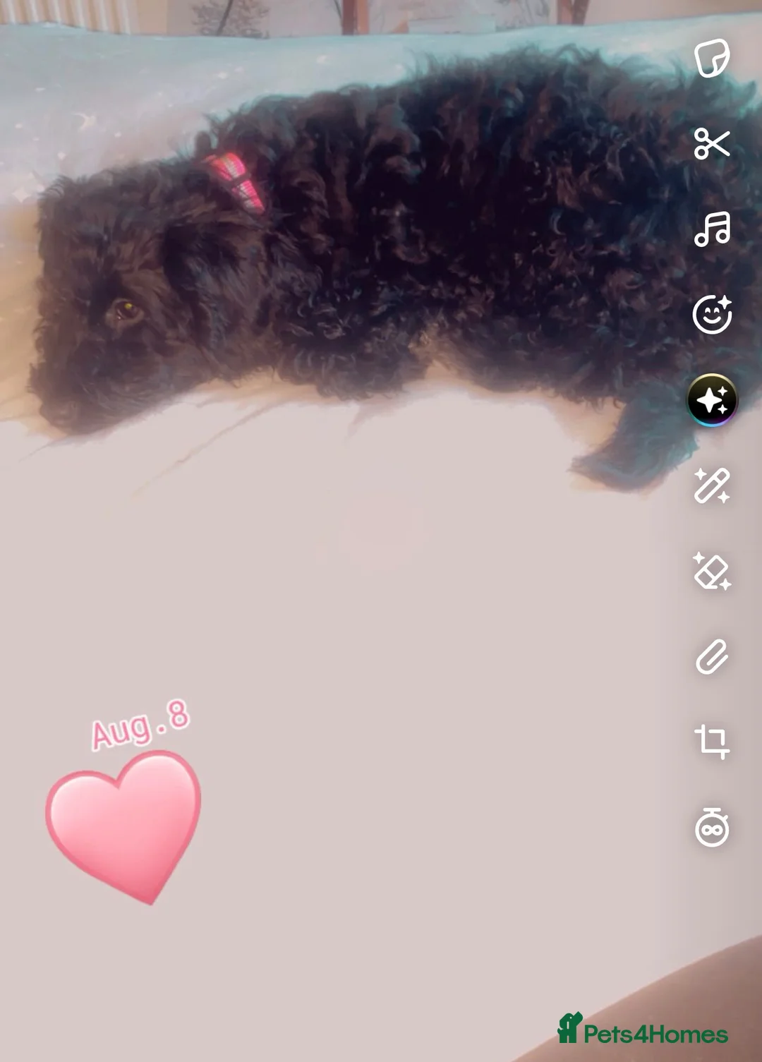 Mixed Breed dogs for sale: Black 7 month old sproodle - Advert 3