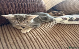 Mixed Breed cats for sale: Beautiful mixed breed kittens  - Image 7