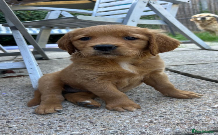Golden Retriever dogs - Advert 2