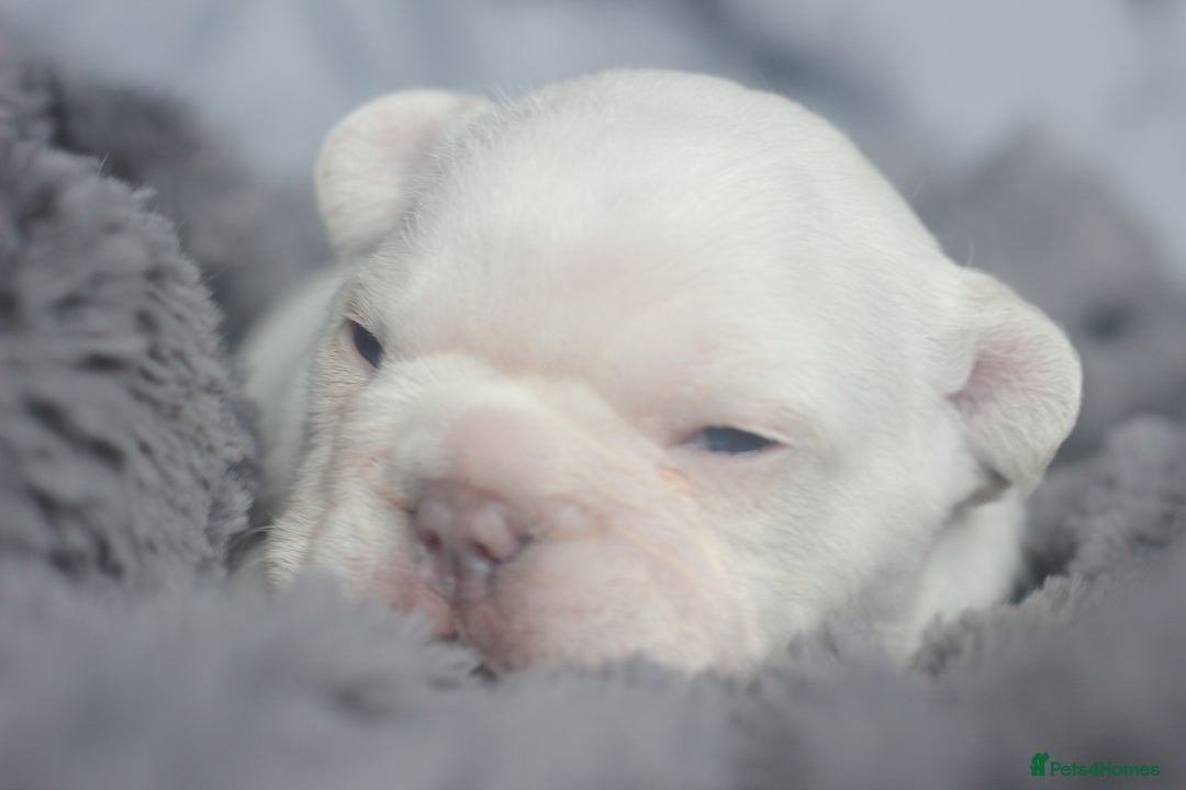 French Bulldog dogs for sale: Stunning French bulldog puppies  - Advert 2
