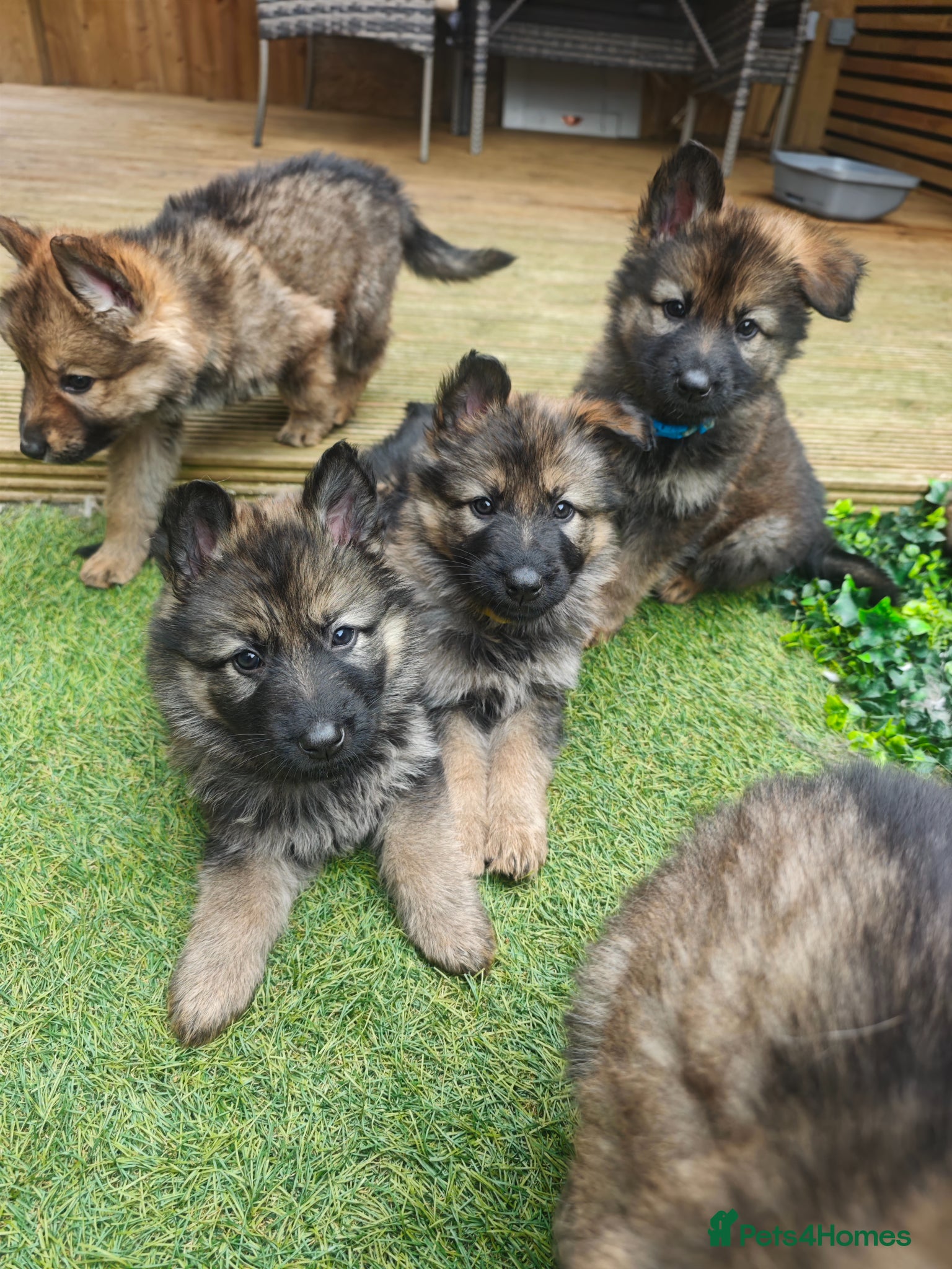 German Shepherd dogs 100% Purebred XL Long-Hair German Shepherd Puppies - Advert 9